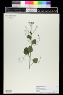 Brunnera macrophylla image