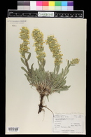 Oreocarya flava image