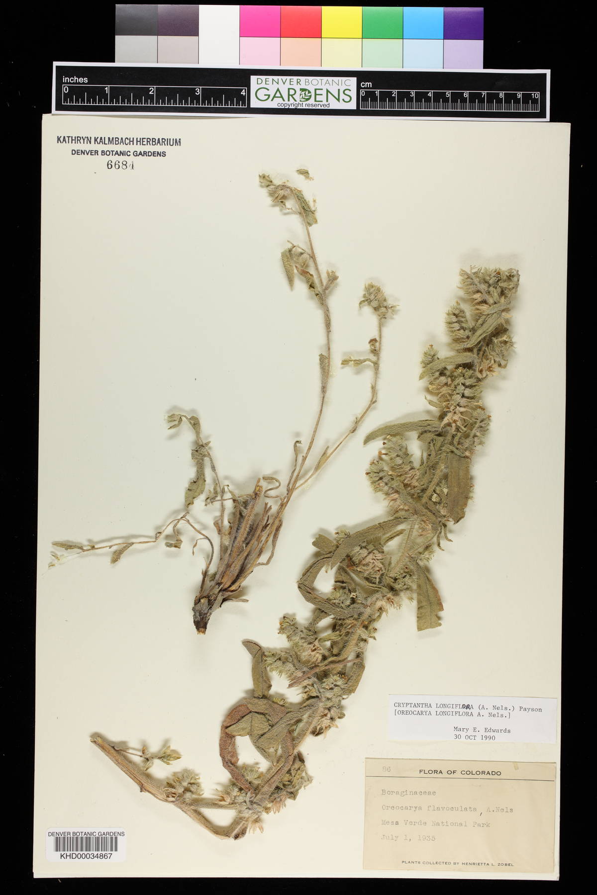 Oreocarya longiflora image