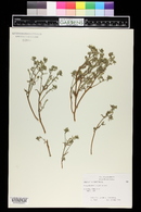 Cryptantha maritima image