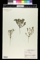 Cryptantha minima image