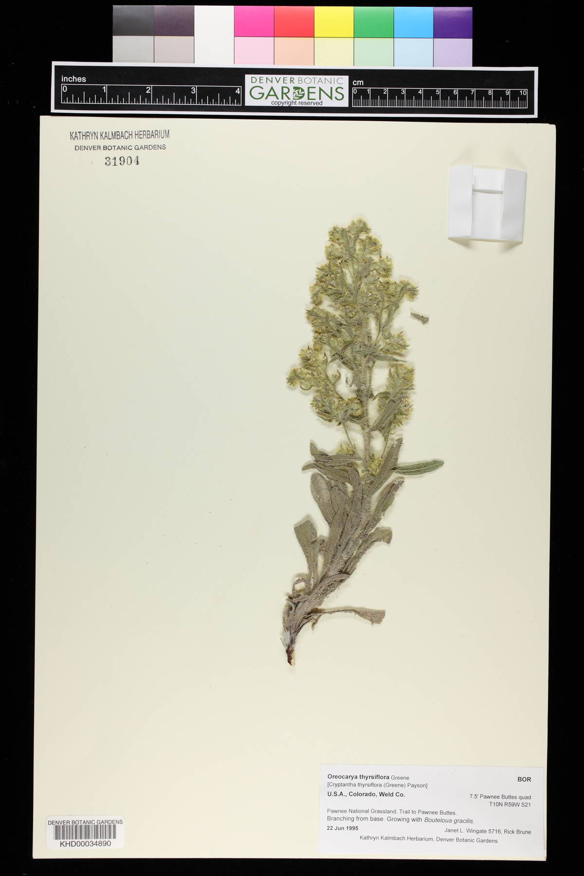 Oreocarya thyrsiflora image