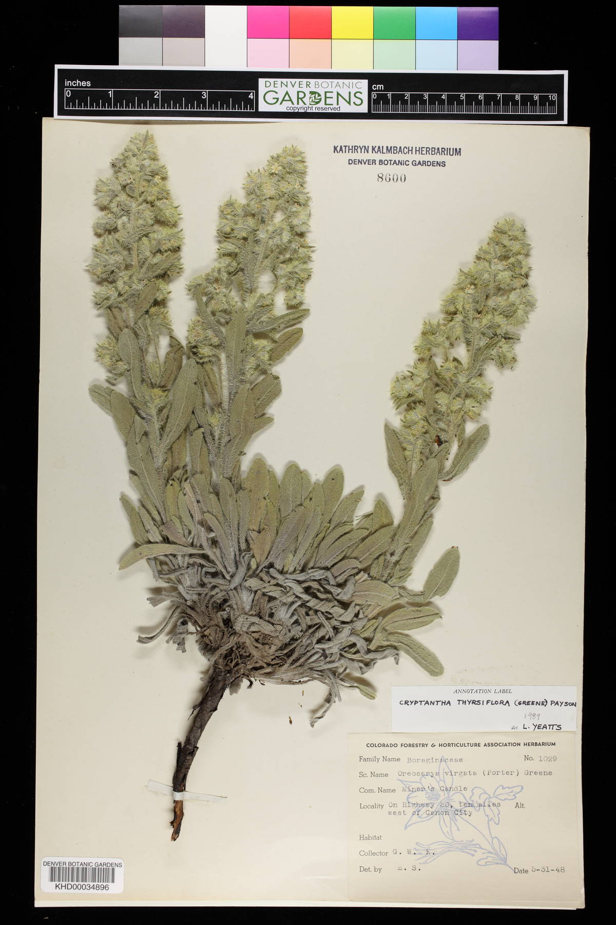 Oreocarya thyrsiflora image