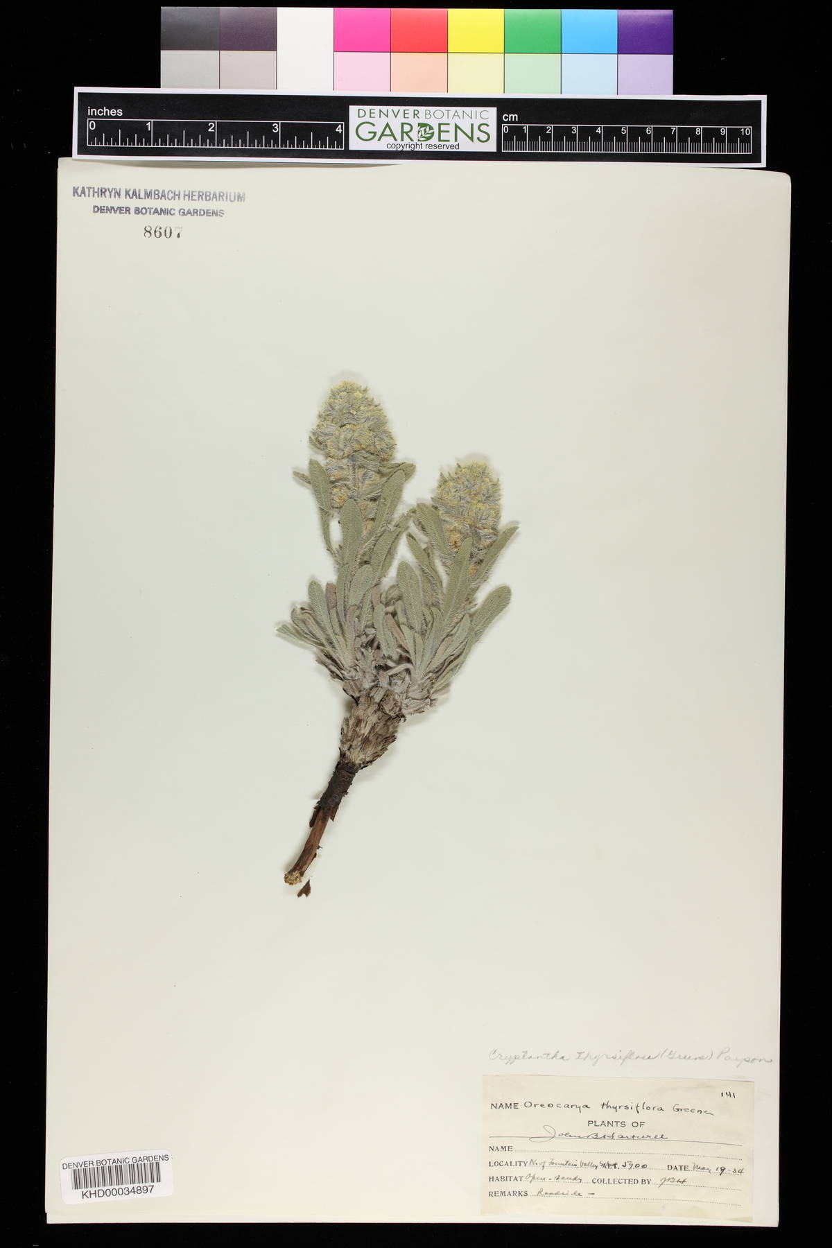 Oreocarya thyrsiflora image