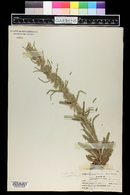 Oreocarya virgata image