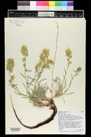 Oreocarya flava image