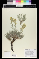 Oreocarya flava image