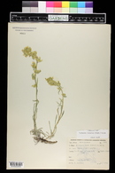 Oreocarya leucophaea image