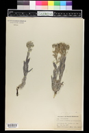 Cryptantha palmeri image