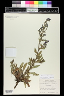 Anchusa officinalis image