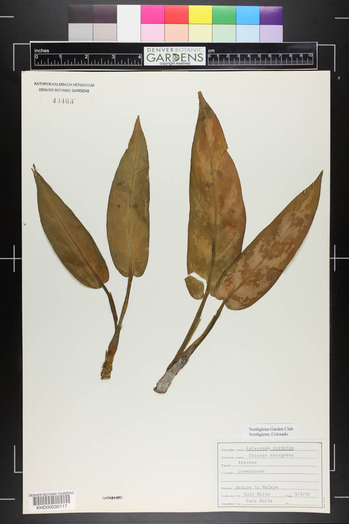 Aglaonema costatum image