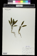 Phyllanthus acidus image