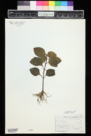Plectranthus ciliatus image