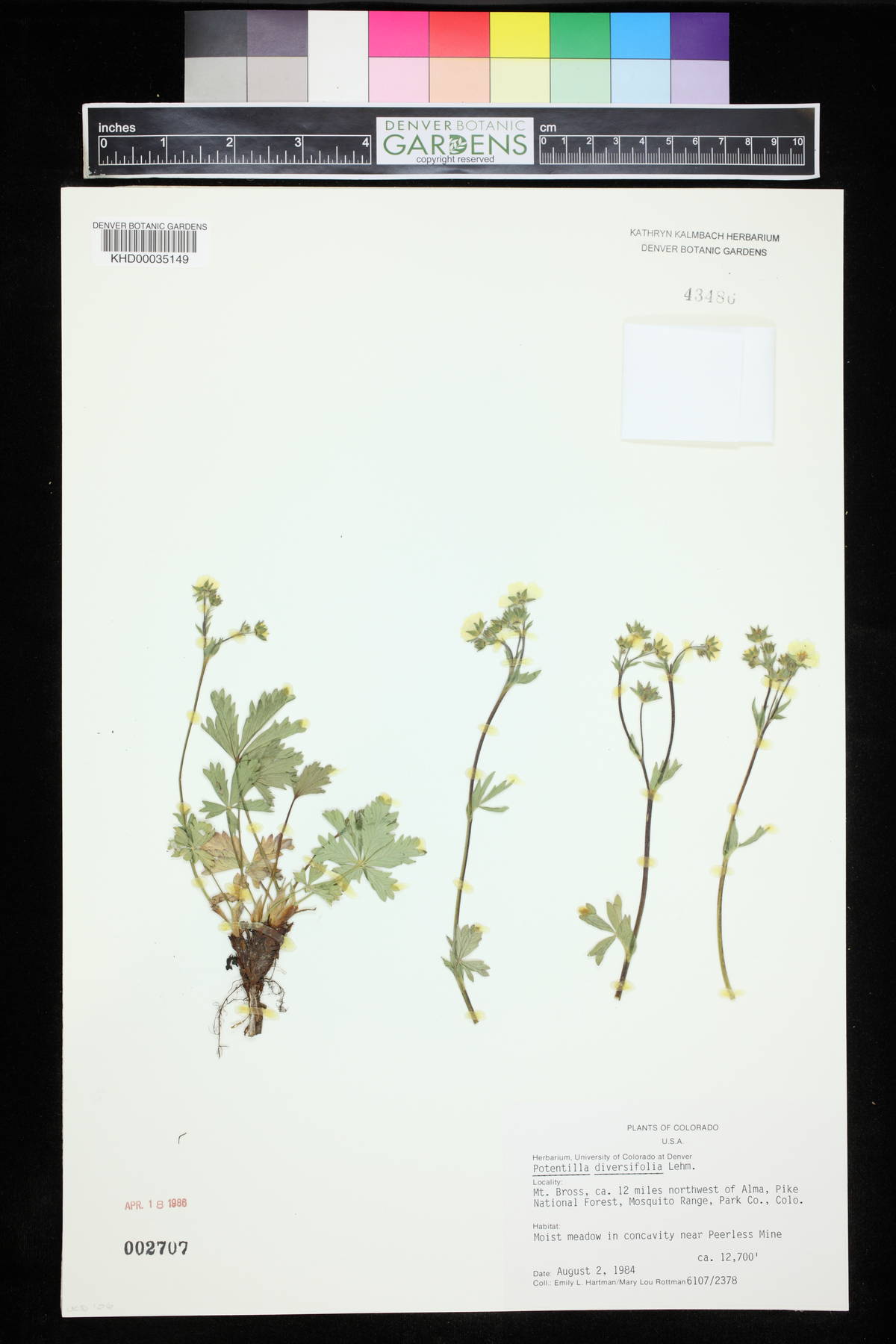 Potentilla diversifolia image