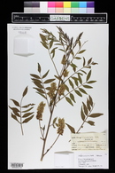 Glycyrrhiza lepidota image