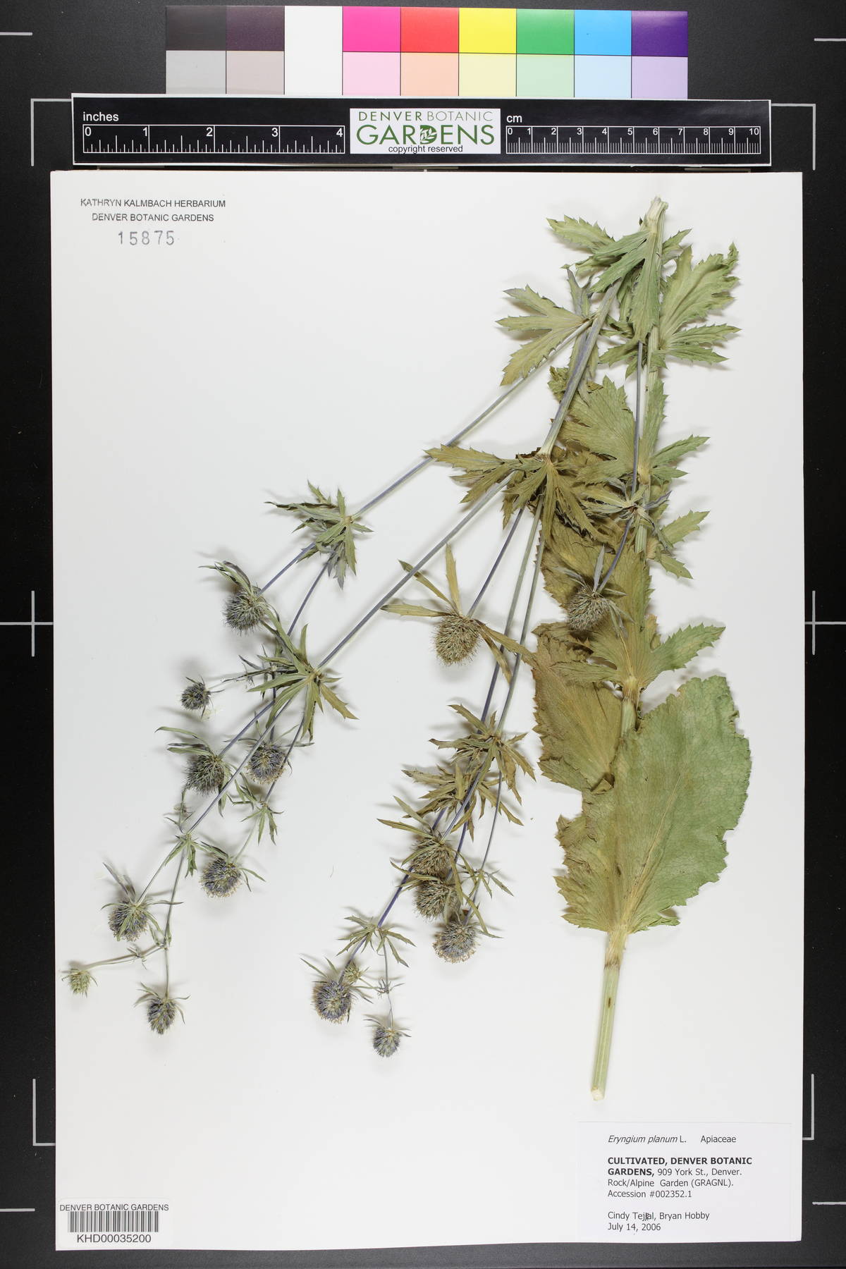 Eryngium planum image