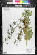 Eryngium planum image