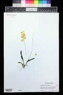 Oncidium cheirophorum image