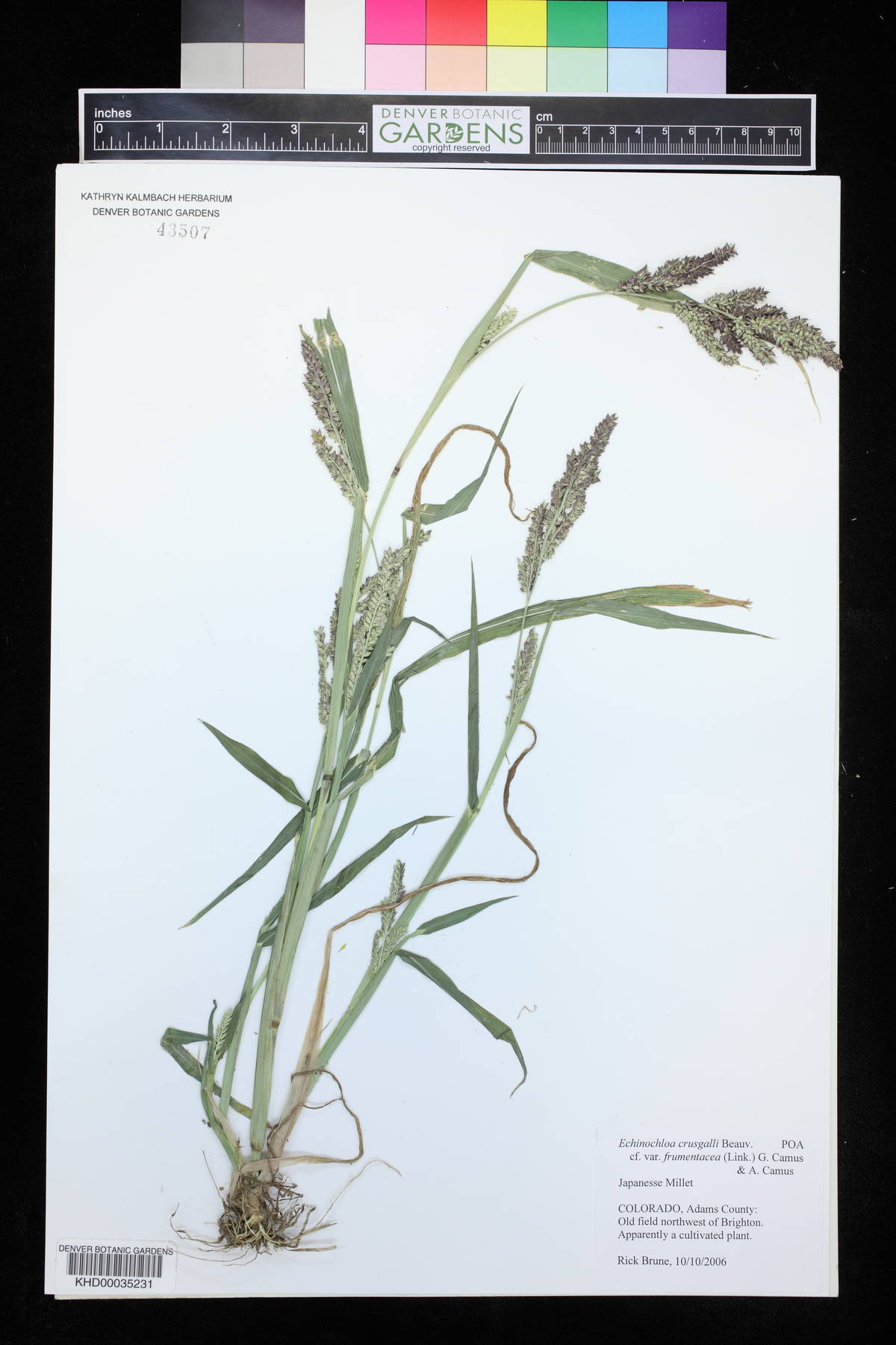 Echinochloa frumentacea image