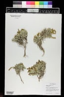 Atriplex corrugata image