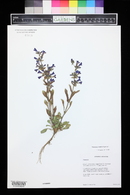 Penstemon moffatii image