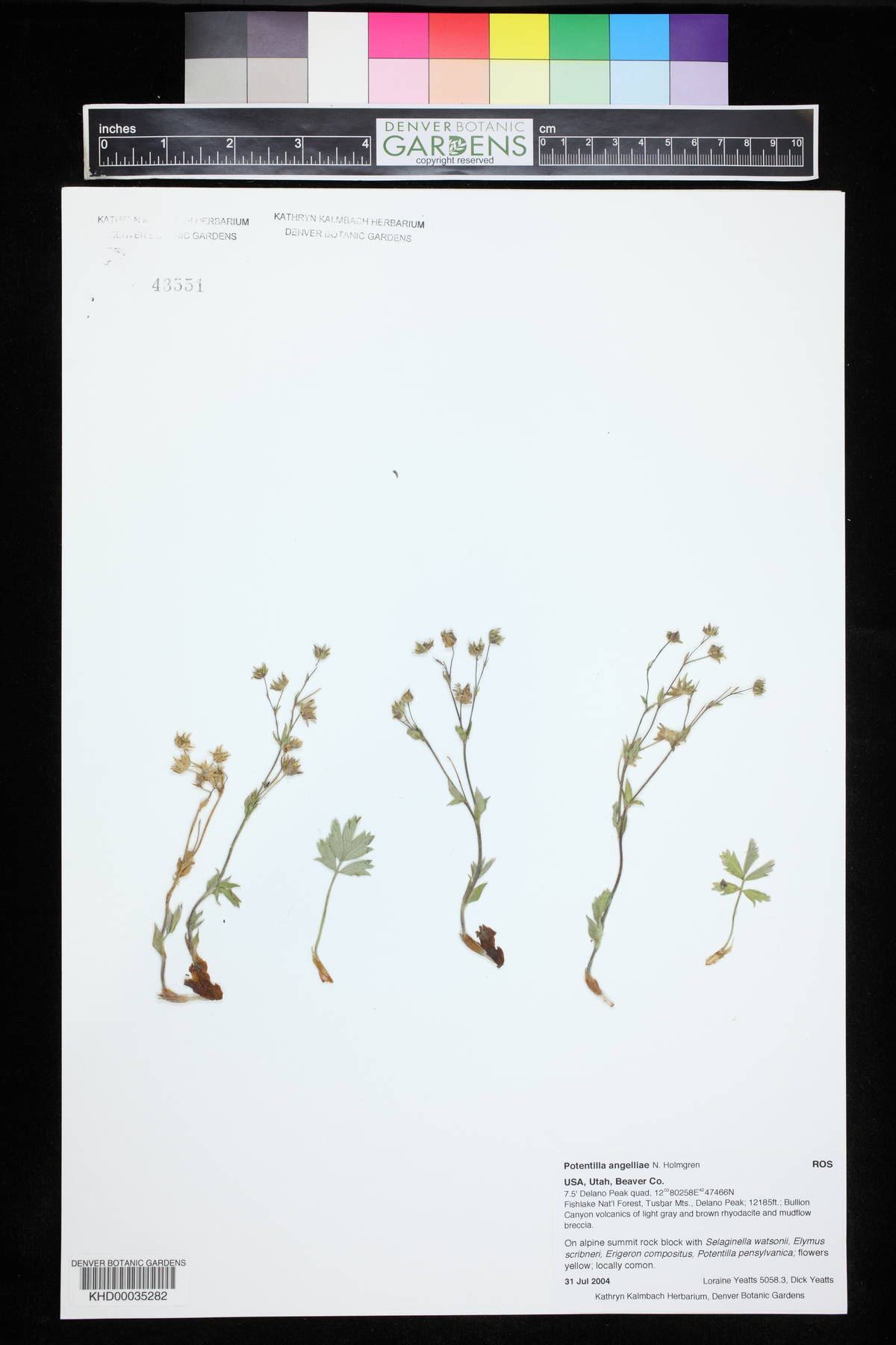 Potentilla angelliae image