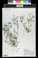 Astragalus nuttallianus image