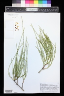 Ephedra viridis image