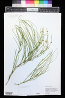 Ephedra viridis image