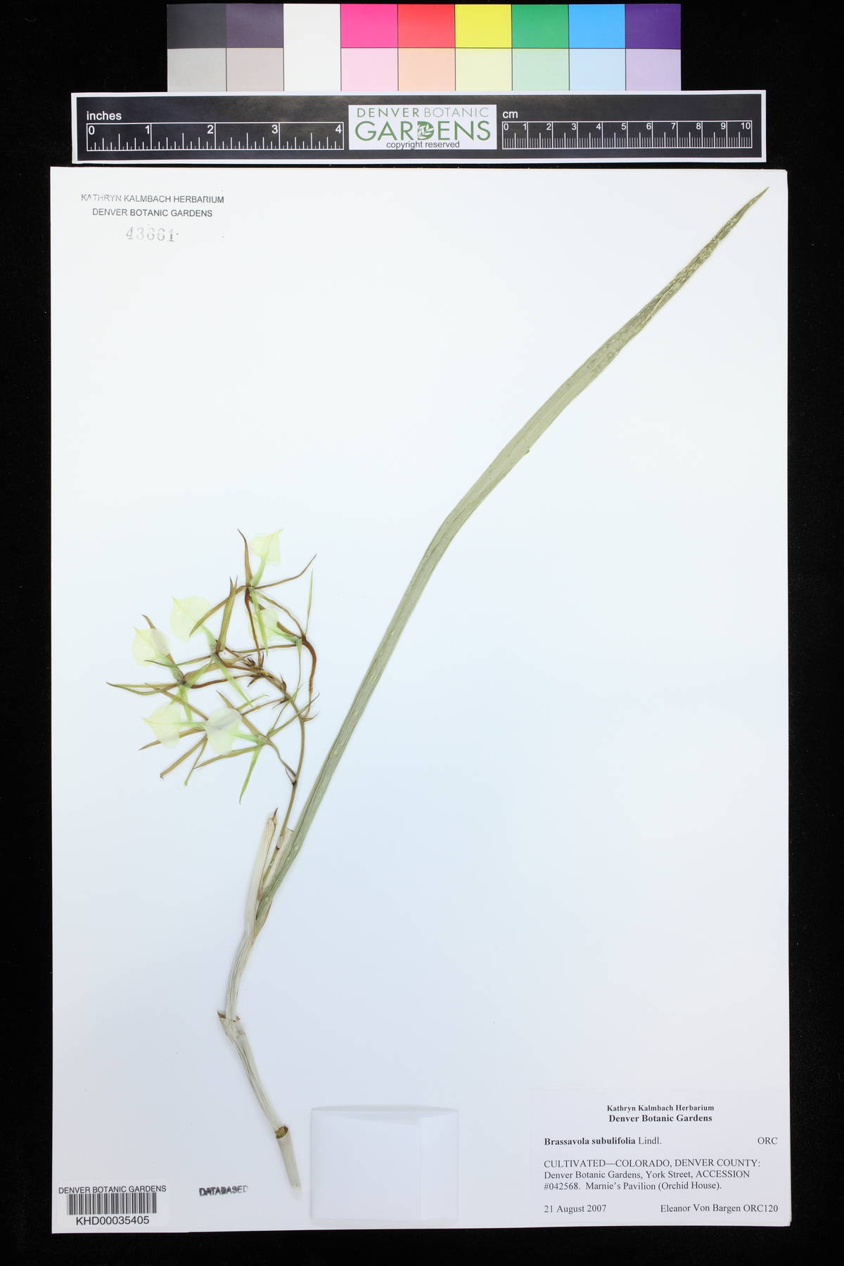 Brassavola subulifolia image