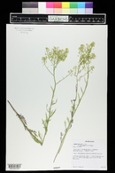 Lepidium alyssoides image