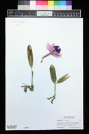 Cattleya pumila image
