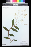 Epidendrum diffusum image