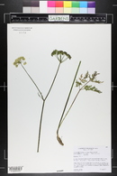 Ligusticum tenuifolium image