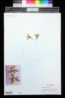 Phalaenopsis cornu-cervi image