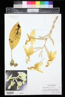 Stanhopea ruckeri image