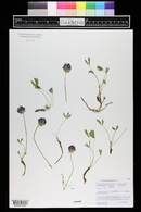 Trifolium parryi image