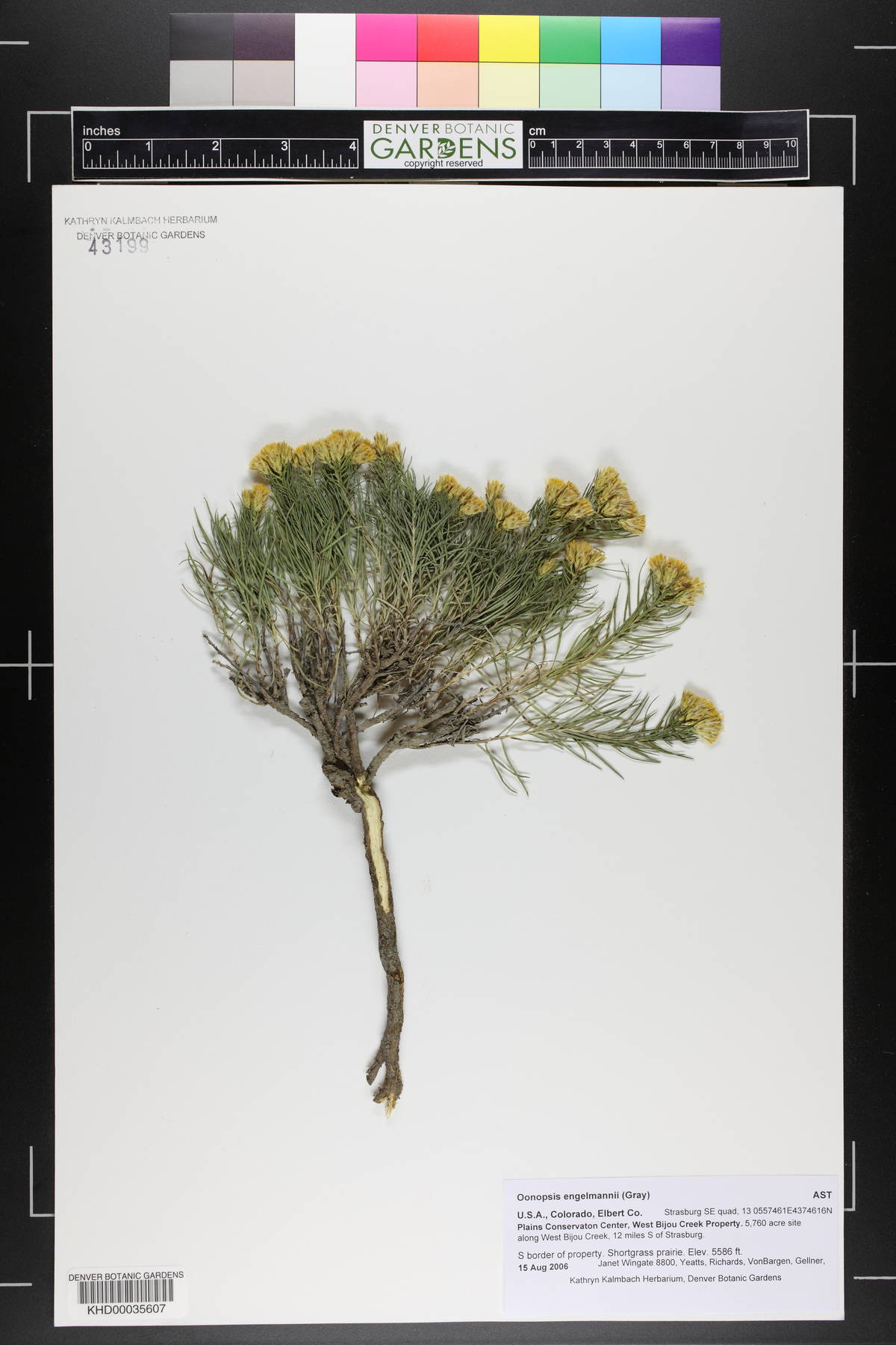 Oonopsis engelmannii image