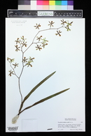 Encyclia ceratistes image