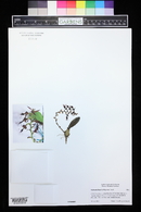 Image of Bulbophyllum barbigerum