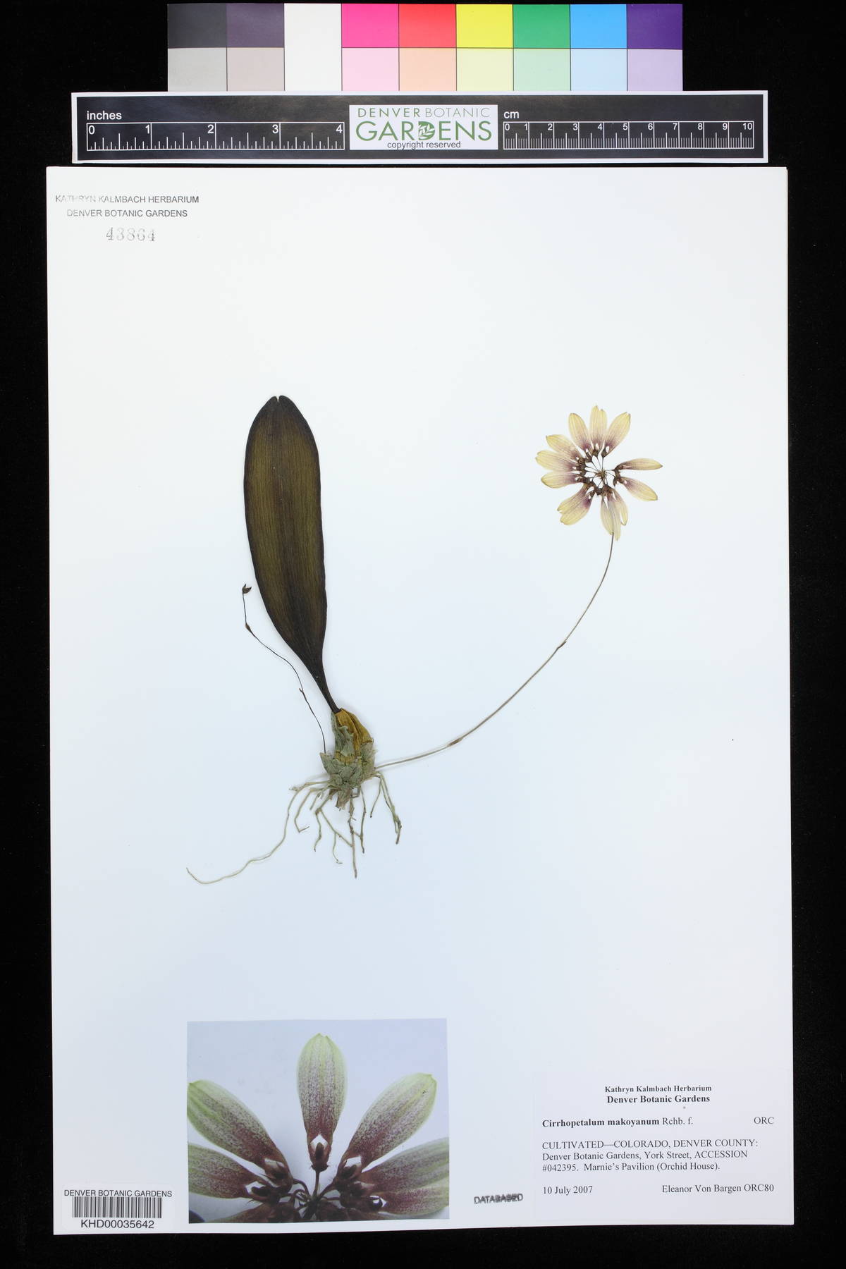 Bulbophyllum makoyanum image