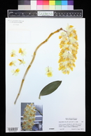 Dendrobium thyrsiflorum image