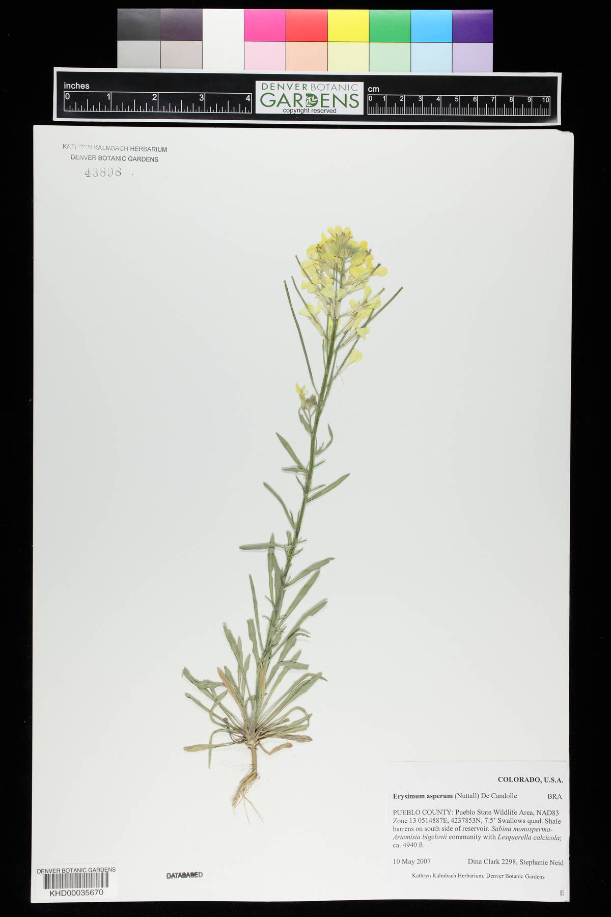 Erysimum asperum image