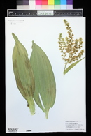 Veratrum tenuipetalum image