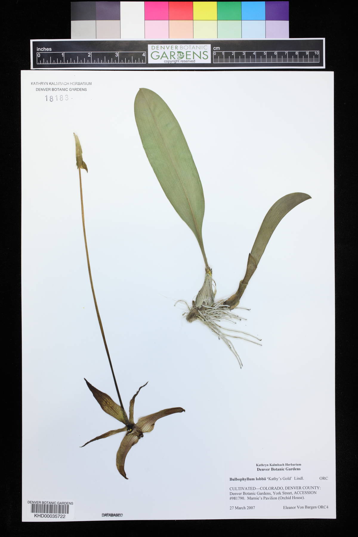 Bulbophyllum lobbii image