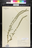 Amaranthus arenicola image