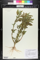 Amaranthus retroflexus image