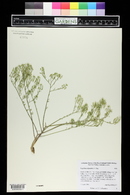 Lepidium alyssoides image