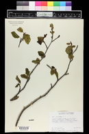 Alnus incana image