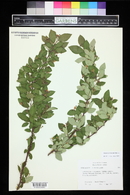 Cotoneaster lucidus image
